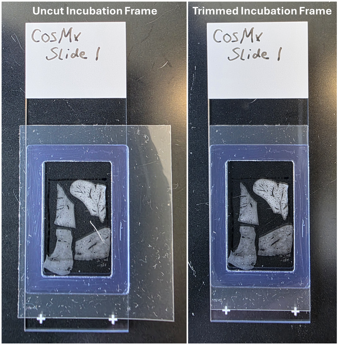 An image showing an uncut Incubation Frame attached to the tissue slide (left) and the Incubation Frame trimmed flush to the slide (right).